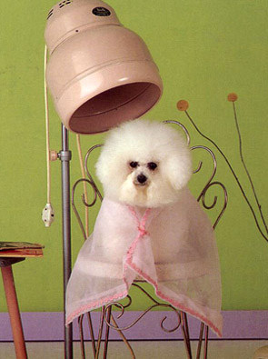 стрижка собак